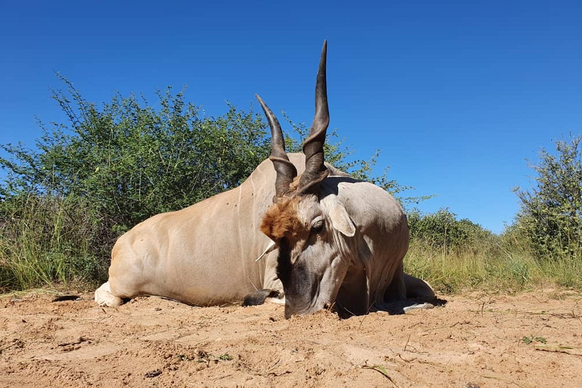 Malepartus Jagdreisen - Botswana
