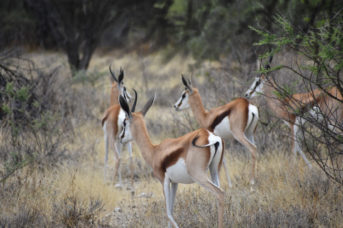 Malepartus Jagdreisen - Namibia
