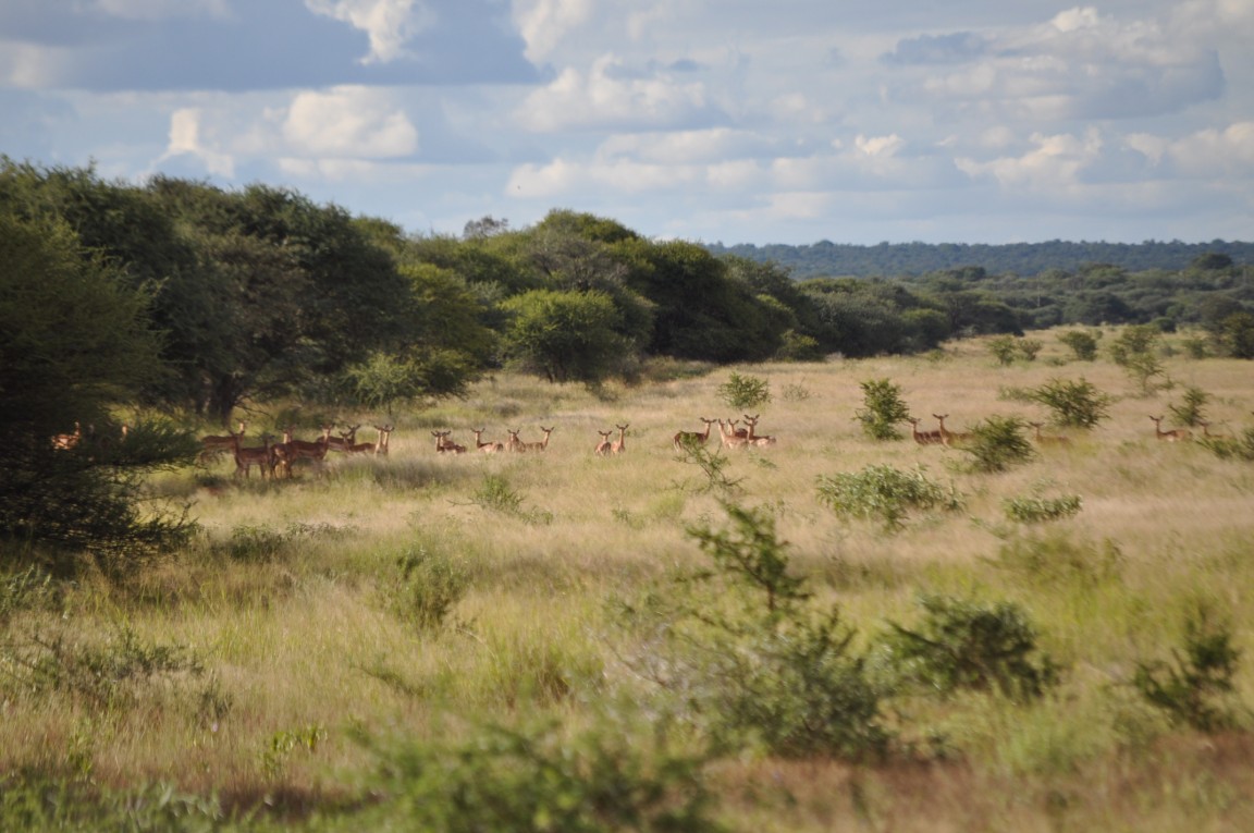 Malepartus Jagdreisen - Südafrika