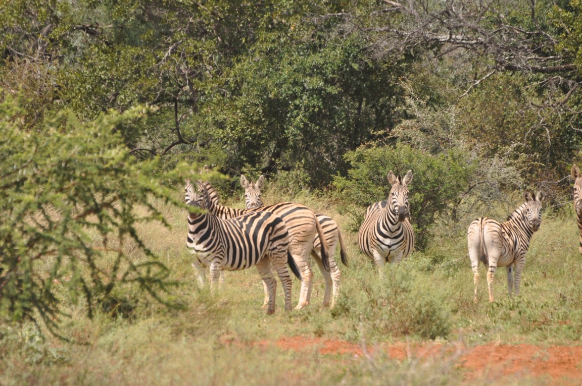 Malepartus Jagdreisen - Südafrika